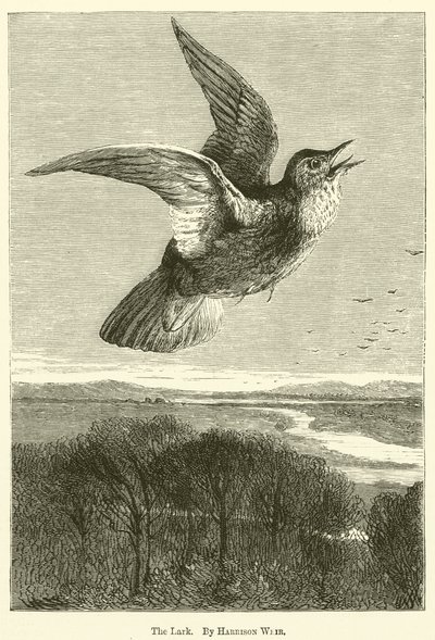 Lark by Harrison William Weir
