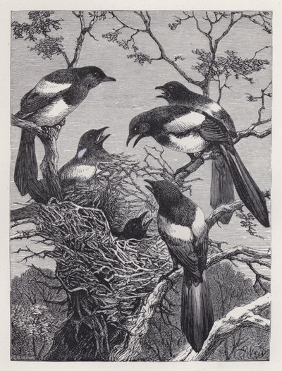 Saksağan ve Yuvaları (gravür) by Harrison William Weir
