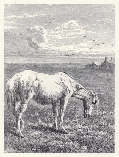 Yaşlı At (gravür) by Harrison William Weir