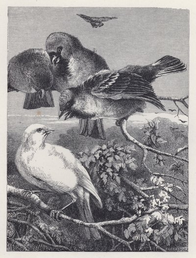 Zulüm Görmüş Kanarya (gravür) by Harrison William Weir