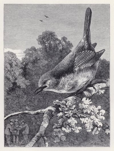 Robin Oğlanları Yuvada İzlerken (gravür) by Harrison William Weir