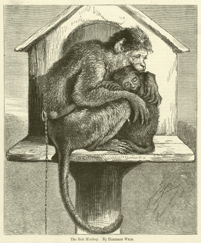 hasta maymun by Harrison William Weir