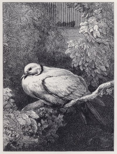 Mutsuz Güvercin (gravür) by Harrison William Weir