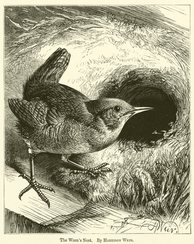 Wrens Yuvası by Harrison William Weir
