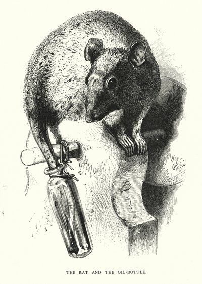 Fare ve yağ şişesi (gravür) by Harrison William Weir