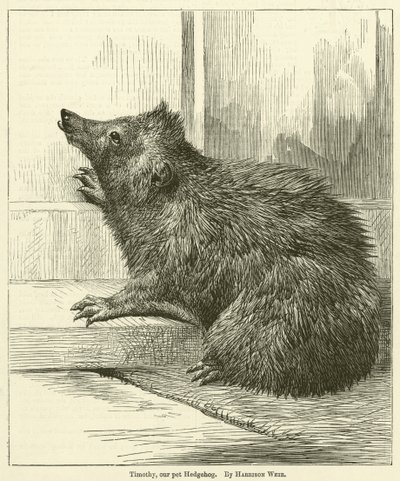 Timothy, evcil hayvanımız Kirpi by Harrison William Weir