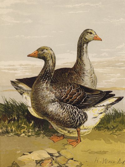 Toulouse Kazları (kromolitho) by Harrison William Weir