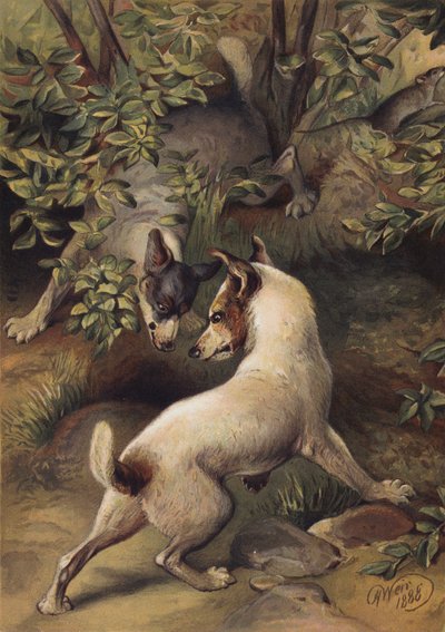 Su içmek için bir havuza ulaşmaya çalışan iki köpek (chromolitho) by Harrison William Weir