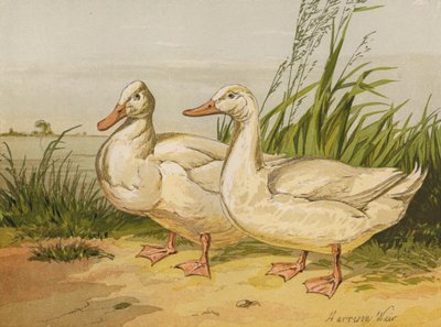 Beyaz Aylesbury Ördekler (chromolitho) by Harrison William Weir