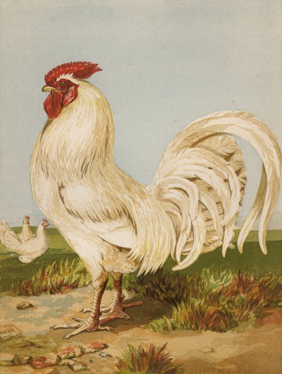 Beyaz Dorking (chromolitho) by Harrison William Weir