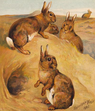  by Harrison William Weir