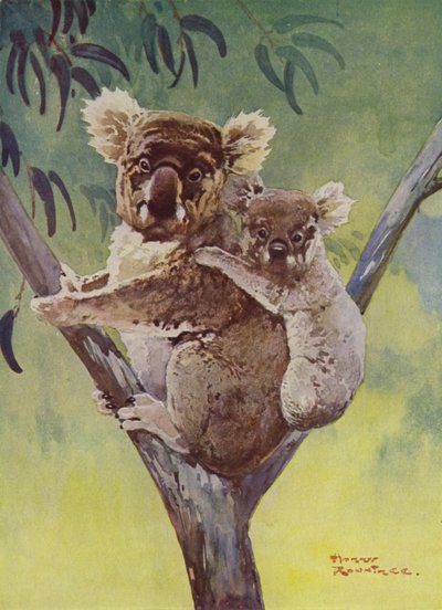 Bir okaliptüs ağacında koala ayısı ve joey, Avustralya (renkli taş) by Harry Rountree