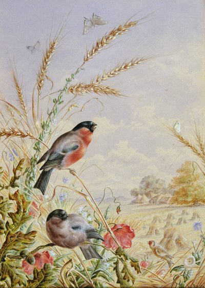 Bir hasat alanında şakrak kuşları by Harry Bright