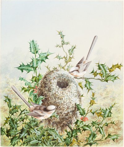 Mercan Kuşları ve Holly Ağacındaki Yuvaları by Harry Bright