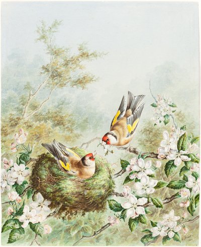 Altın İspinozlar ve Elma Ağacındaki Yuvaları by Harry Bright