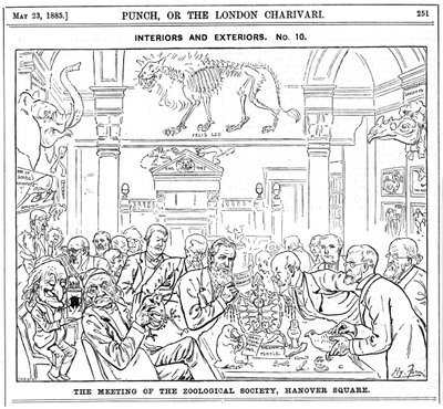 Kraliyet Zooloji Derneği Toplantısı, Hanover Meydanı, Londra, 1885 by Harry Furniss