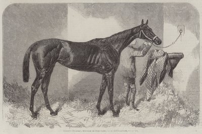 Kahverengi Düşes, Oaks