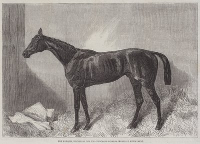 Marquis, Newmarket