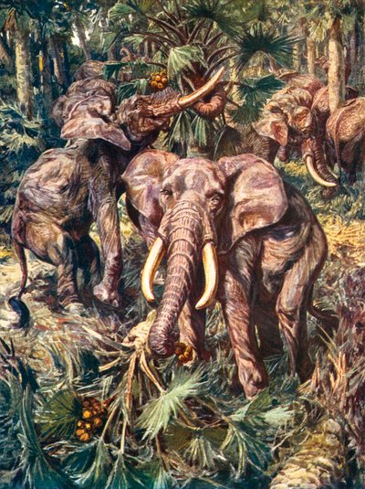  by Harry Hamilton (after) Johnston