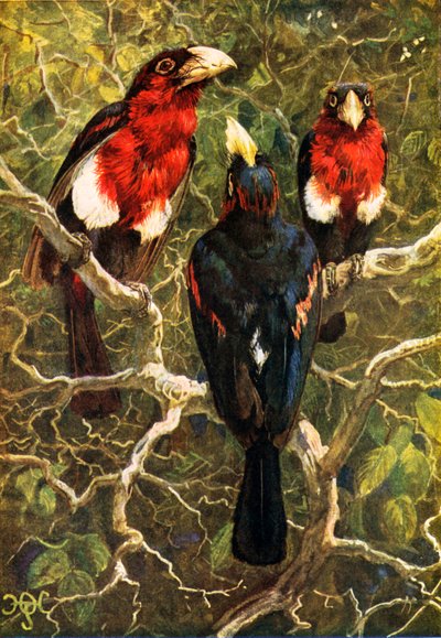  by Harry Hamilton (after) Johnston