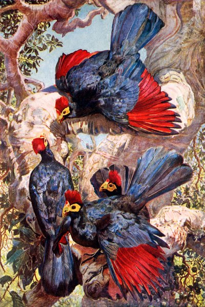  by Harry Hamilton (after) Johnston