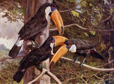 Bir Grup Toco Tukan by Harry Hamilton Johnston