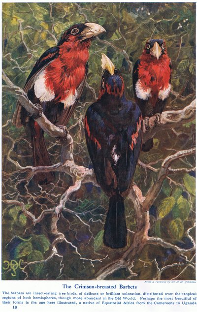 Crimson Crested Barbets, 