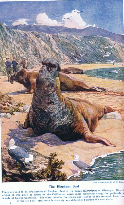 The Elephant Seal, 