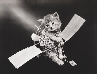 Kedicikler Serisi: Pilot Uçan Uçak, c.1914 (gümüş baskı) by Harry Whittier Frees