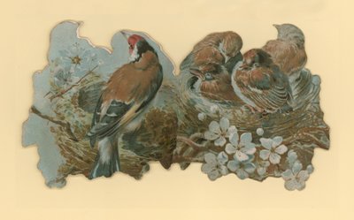kuşlar by Hector Giacomelli