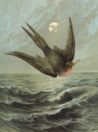 Fırkateyn Kuşu (chromolitho) by Hector Giacomelli