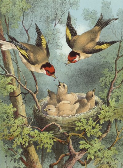 Saka kuşu, yavrularını besliyor (chromolitho) by Hector Giacomelli