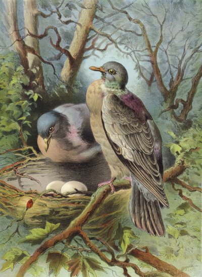 Yüzük Güvercini (kromolitho) by Hector Giacomelli