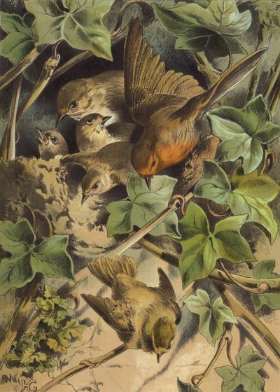 Robin, yuvayı terk ediyor (chromolitho) by Hector Giacomelli
