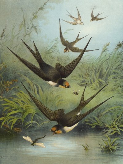 Kırlangıç (kromolitho) by Hector Giacomelli