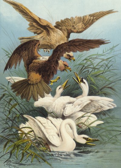 Kuğular ve Kartallar (kromolitho) by Hector Giacomelli