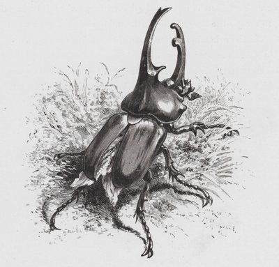 Böcek: Böcek (gravür) by Hector Giacomelli