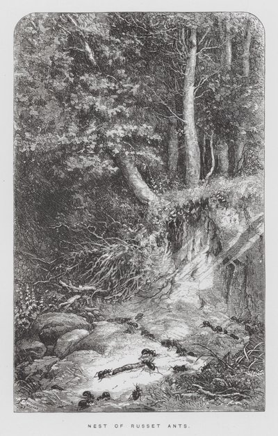 Böcek: Russet Karıncalarının Yuvası (gravür) by Hector Giacomelli