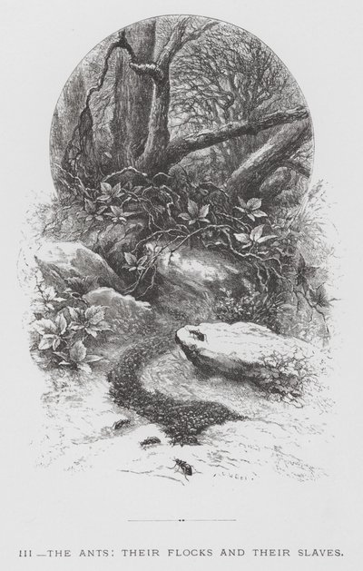 Böcek: Karıncalar, Sürüleri ve Köleleri (gravür) by Hector Giacomelli
