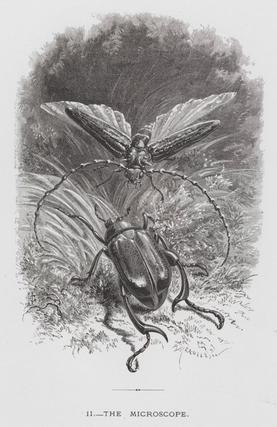 Böcek: Mikroskop (gravür) by Hector Giacomelli