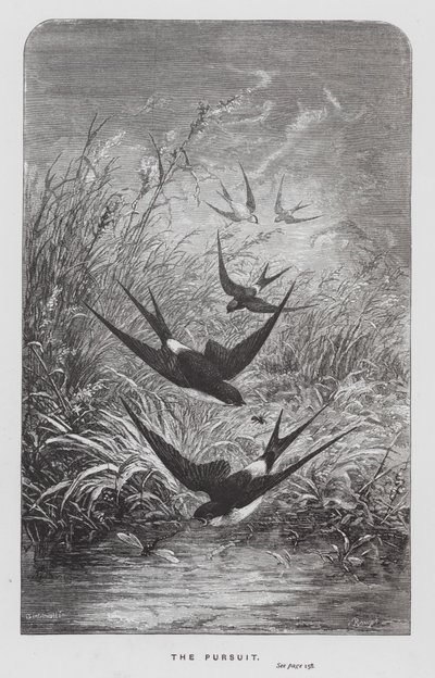 Böcek: Peşinde (gravür) by Hector Giacomelli