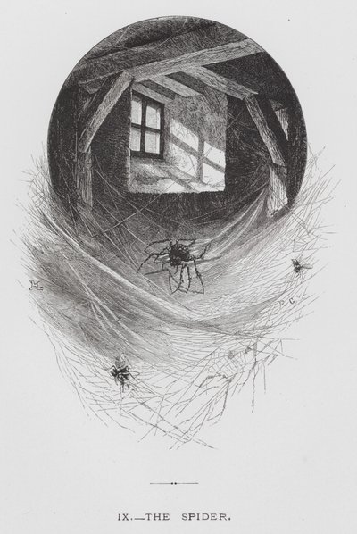 Böcek: Örümcek (gravür) by Hector Giacomelli