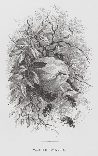 Böcek: Yaban Arısı (gravür) by Hector Giacomelli