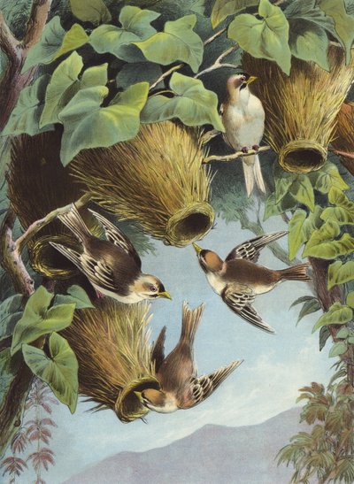 Dokumacı Kuş (kromolitho) by Hector Giacomelli