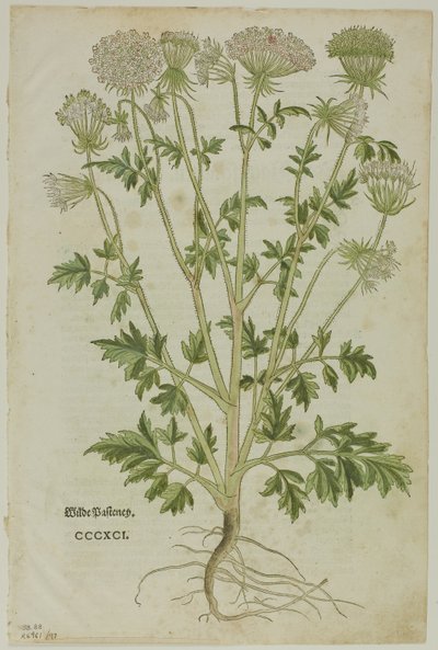 Leonhart Fuchs