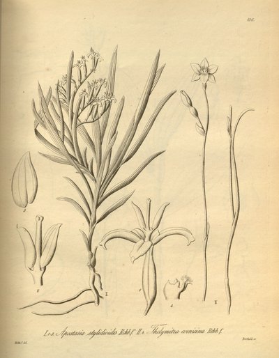Walliki apostasy (dönme styloidoids olsun) - Thelmitra kornikina by Heinrich Gustav Reichenbach