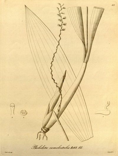 Pholidota camelostalix çizimi by Heinrich Gustav Reichenbach