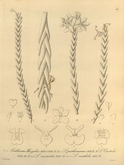  by Heinrich Gustav Reichenbach