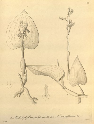 Bu dosya Biodiversity Heritage Library