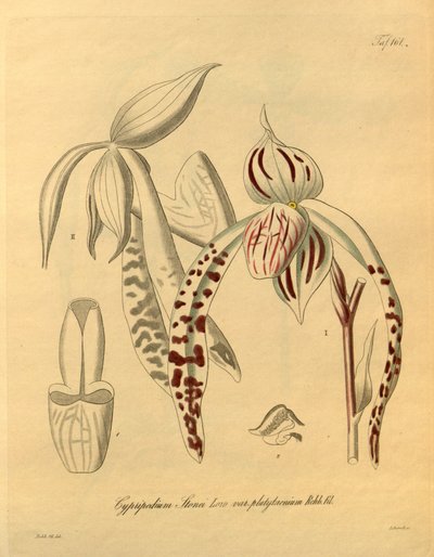 Bu dosya Biodiversity Heritage Library